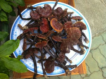 TÁC DỤNG THẦN KỲ CỦA NẤM LIM XANH