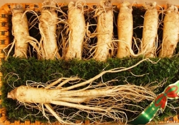 NHÂN SÂM - SÂM TƯƠI 8 củ 1kg