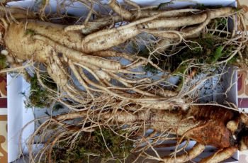 SÂM TƯƠI HÀN QUỐC 2 CỦ 1KG POCHEON