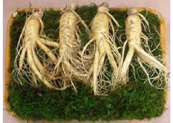 SÂM TƯƠI 4 CỦ 1KG