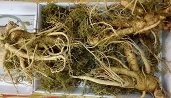 SÂM TƯƠI 3 CỦ 1KG