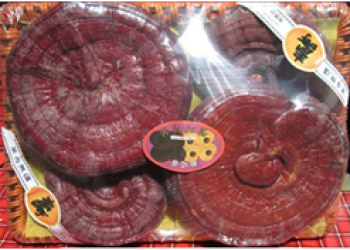 NẤM LINH CHI ĐỎ KHAY 1KG