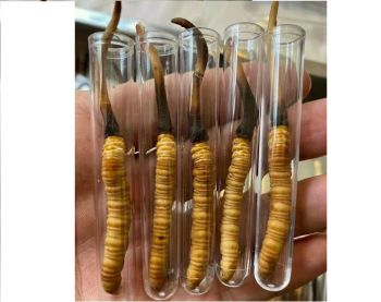 Đông trùng hạ thảo nguyên con tươi Tây Tạng Trung Quốc