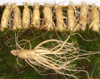 NHÂN SÂM - SÂM TƯƠI 10 củ 1kg