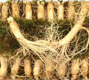 NHÂN SÂM - SÂM TƯƠI 20 củ 1kg