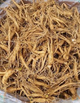 Sâm hầm gà-SÂM TƯƠI 30- 40 củ 1kg