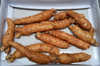 SÂM Chọc - SÂM TƯƠI không có rễ