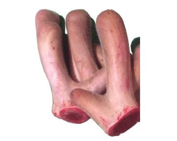 Nhung hươu tươi Hương Sơn Hà Tĩnh 